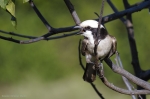<i>Eurocephalus rueppelli</i>