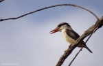 <i>Halcyon chelicuti</i>
