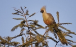 <i>Corythaixoides personatus</i>