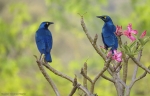 <i>Lamprotornis chloropterus</i>