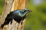 <i>Lamprotornis chalybaeus</i>