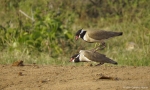 <i>Vanellus tectus</i>