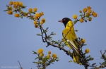 <i>Oriolus monacha</i>