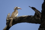 <i>Tockus nasutus</i>