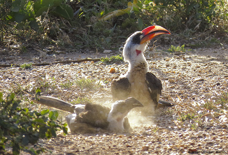 <i>Tockus deckeni</i>
