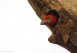 <i>Lybius guifsobalito</i>
