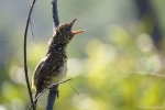 <i>Trachyphonus darnaudii</i>