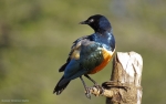 <i>Lamprotornis superbus</i>