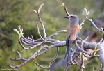 <i>Coracias caudatus</i>