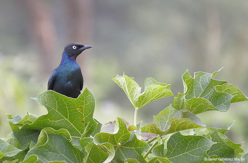 <i>Lamprotornis purpurotea</i>