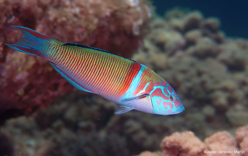 <i>Thalosoma pavo</i> macho 2