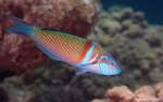 <i>Thalosoma pavo</i> macho 2