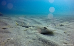 <i>Rhinobatos rhinobatos</i>