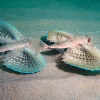 <i>Dactylopterus volitans</i>