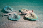 <i>Dactylopterus volitans</i>