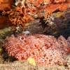 <I>Scorpaena scrofa</i>