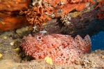 <I>Scorpaena scrofa</i>