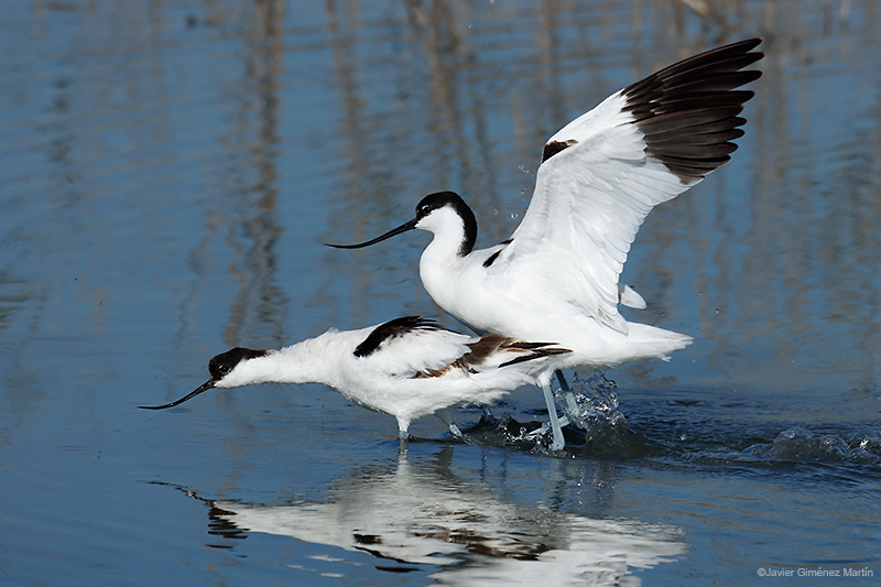 Avoceta