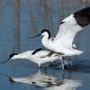 Avoceta