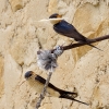 Golondrina dáurica