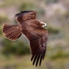 Aguilucho lagunero